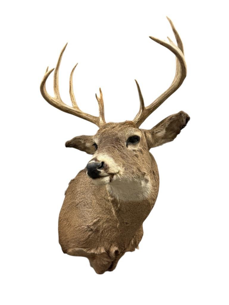 4x4 WHITE TAIL DEER TAXIDERMY SHOULDER MOUNT (1 of 6)