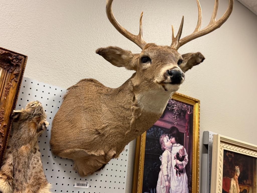 4x4 WHITE TAIL DEER TAXIDERMY SHOULDER MOUNT - 2
