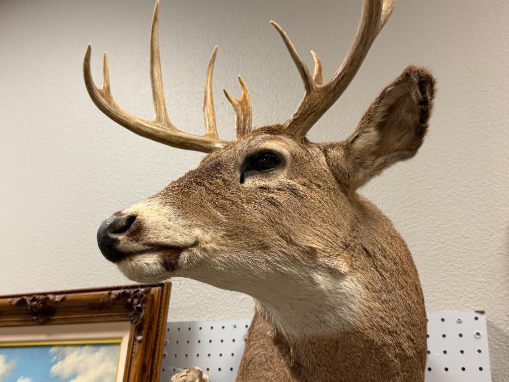 4x4 WHITE TAIL DEER TAXIDERMY SHOULDER MOUNT - 3