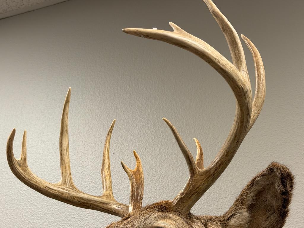 4x4 WHITE TAIL DEER TAXIDERMY SHOULDER MOUNT - 4