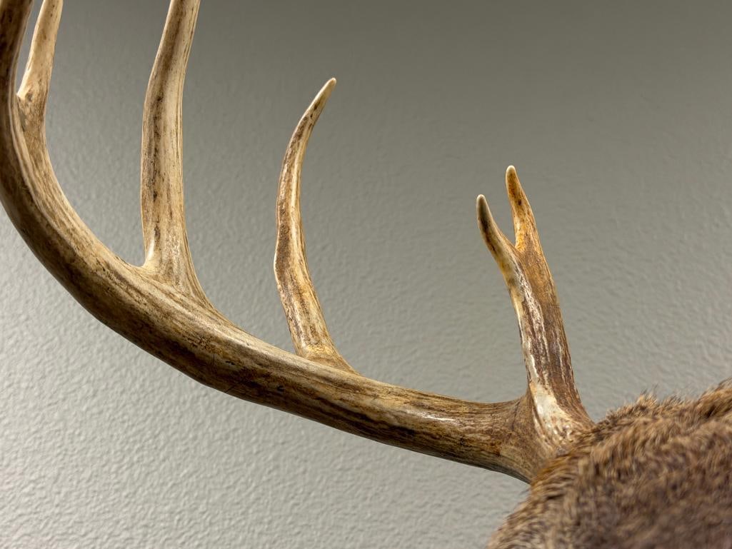 4x4 WHITE TAIL DEER TAXIDERMY SHOULDER MOUNT - 5