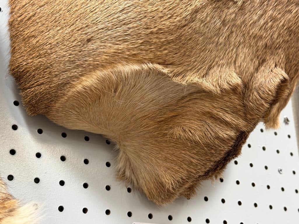 4x4 WHITE TAIL DEER TAXIDERMY SHOULDER MOUNT - 6