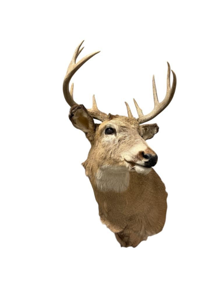4x4 WHITE TAIL DEER TAXIDERMY SHOULDER MOUNT (1 of 7)