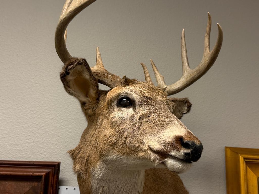 4x4 WHITE TAIL DEER TAXIDERMY SHOULDER MOUNT - 2