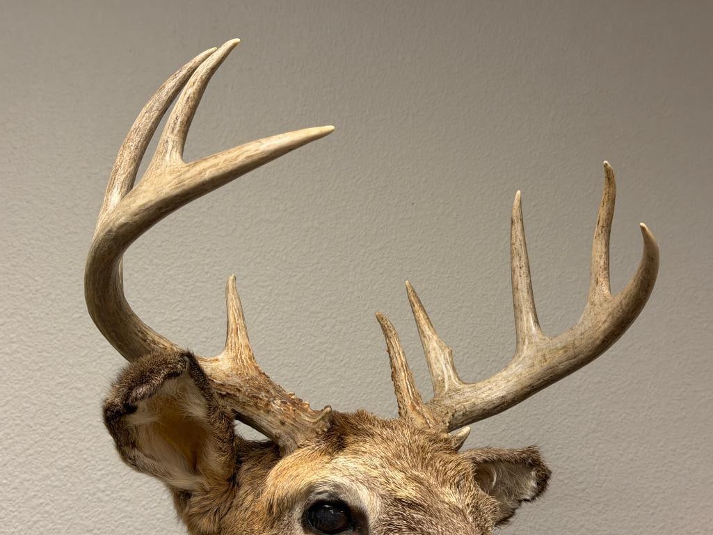 4x4 WHITE TAIL DEER TAXIDERMY SHOULDER MOUNT - 3