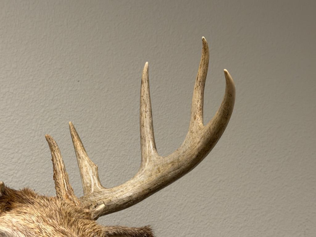 4x4 WHITE TAIL DEER TAXIDERMY SHOULDER MOUNT - 4