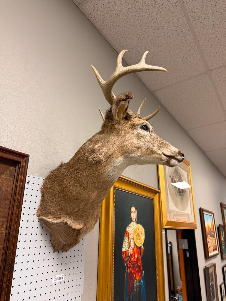 4x4 WHITE TAIL DEER TAXIDERMY SHOULDER MOUNT - 5