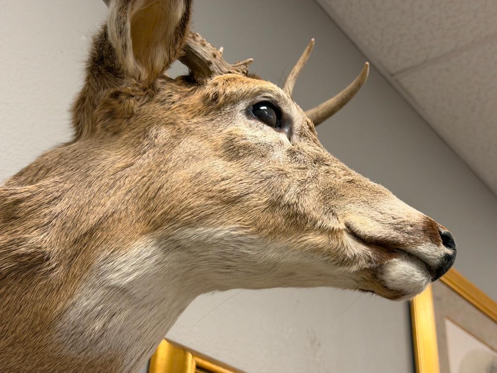 4x4 WHITE TAIL DEER TAXIDERMY SHOULDER MOUNT - 6