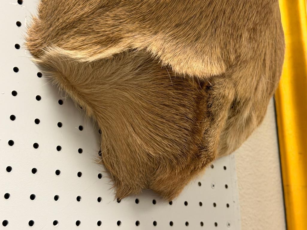 4x4 WHITE TAIL DEER TAXIDERMY SHOULDER MOUNT - 7