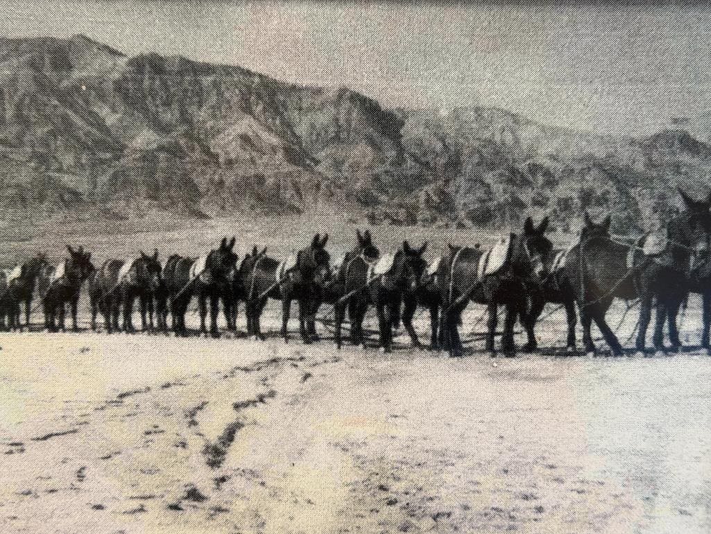 BLACK AND WHITE PHOTOGRAPH PRINT OF A 20-MULE PULLING TEAM ACROSS DESERT LANDSCAPE - 2