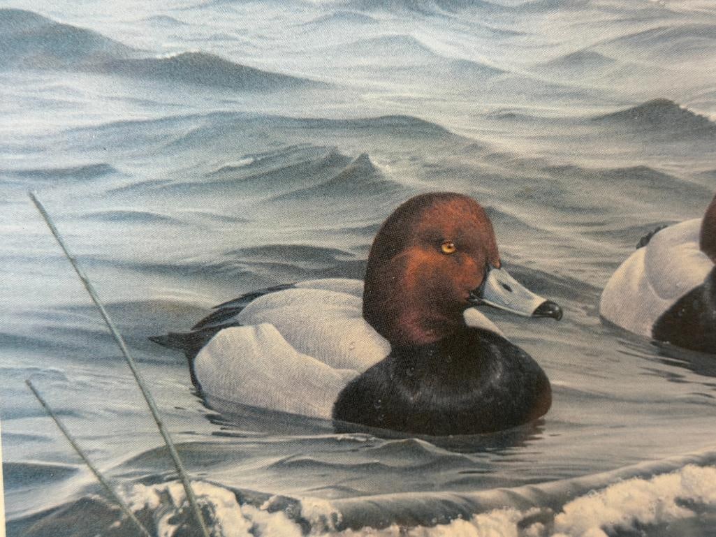 DANIEL SMITH DUCKS UNLIMITED ARTIST CONSERVATION EDITION PRINT NORTH AMERICA CANVASBACK DUCKS - 3