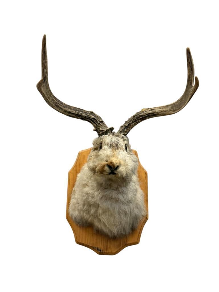 LES VINTAGE LES TAXIDERMY MYTHICAL CREATURE JACKALOPE SHOULDER MOUNT: RABBIT WITH STAG HORNS MADE BY LES AND JOYCE KOLBECK IN SOUTH DAKOTA, STAMPED ON THE BACK, HAS SOME DAMAGE WEAR THE GLUE HOLDING THE FUR HAS WORN, NO MAJOR DAMAGE 10" WIDE, 14" H