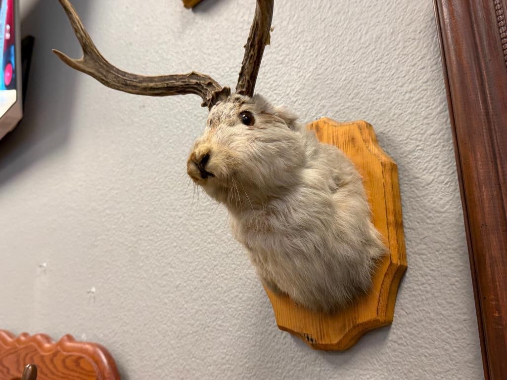LES VINTAGE LES TAXIDERMY MYTHICAL CREATURE JACKALOPE SHOULDER MOUNT - 2