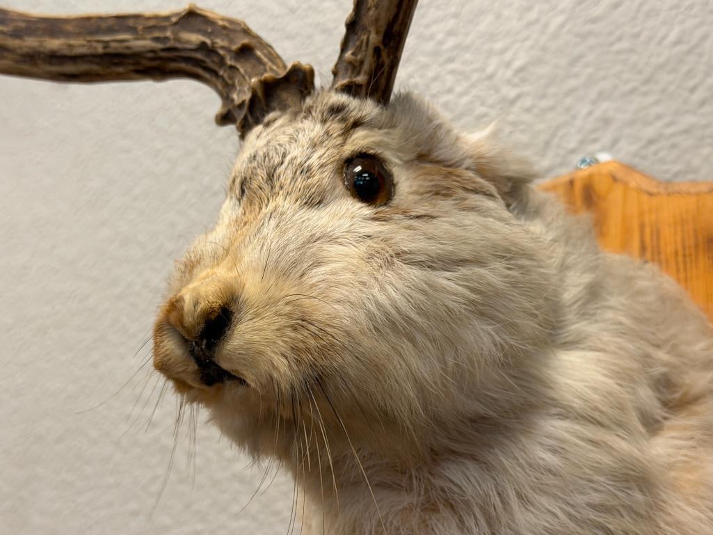 LES VINTAGE LES TAXIDERMY MYTHICAL CREATURE JACKALOPE SHOULDER MOUNT - 3