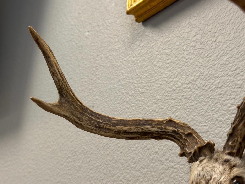 LES VINTAGE LES TAXIDERMY MYTHICAL CREATURE JACKALOPE SHOULDER MOUNT - 4