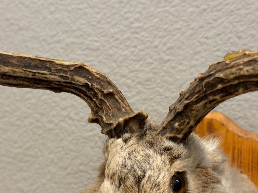 LES VINTAGE LES TAXIDERMY MYTHICAL CREATURE JACKALOPE SHOULDER MOUNT - 5