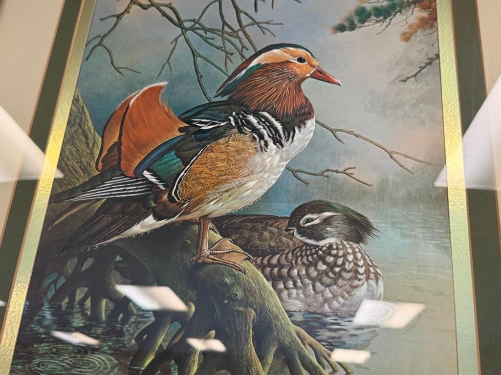 BASIL EDE WILDLIFE ARTIST PRINT OF MADARIN DUCKS - 3