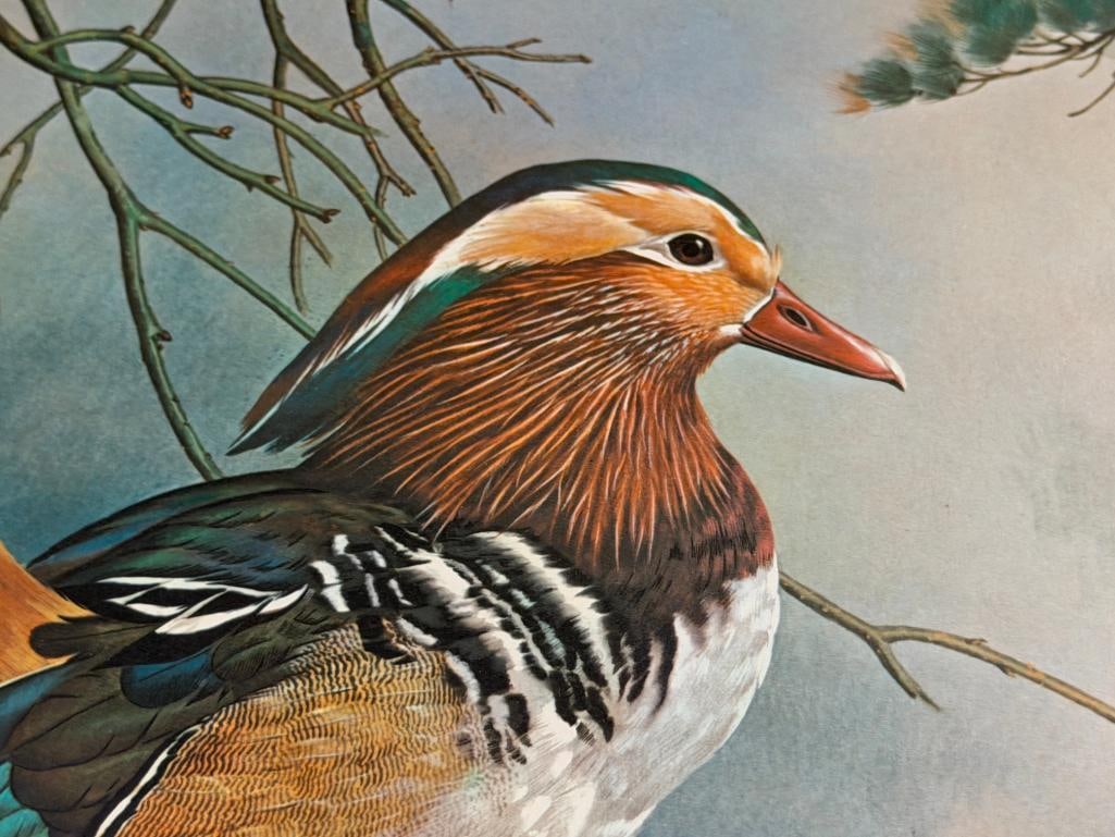 BASIL EDE WILDLIFE ARTIST PRINT OF MADARIN DUCKS - 4