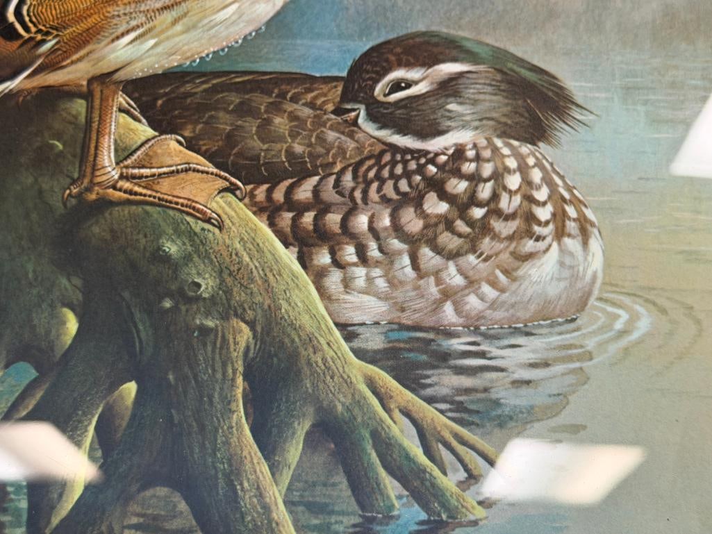BASIL EDE WILDLIFE ARTIST PRINT OF MADARIN DUCKS - 5