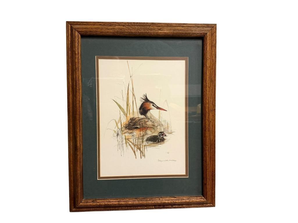 VINTAGE WILDLIFE PRINT BY MADS STAGE FEATURING A GREAT CRESTED GREBE AND ITS CHICK (1 of 6)