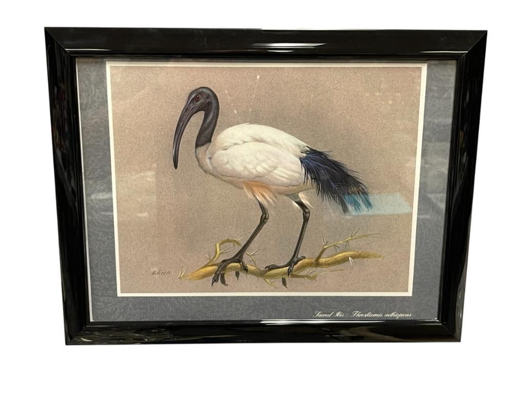 RENA FENNESSY BRITISH ARTIST PRINT OF A SACRED IBIS BIRD: ORIGINAL WAS COMPLETED IN 1970, FRAMED 10" X 13" FRAME