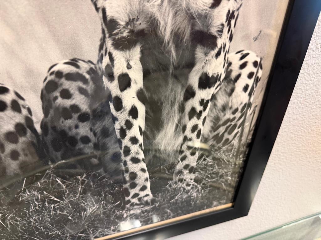 HURSHAD PATEL EAST AFRICA ARTIST PHOTO-PRINT OF TWO SEATED CHEETAHS IN BLACK AND WHITE CIRCA 1960'S - 10