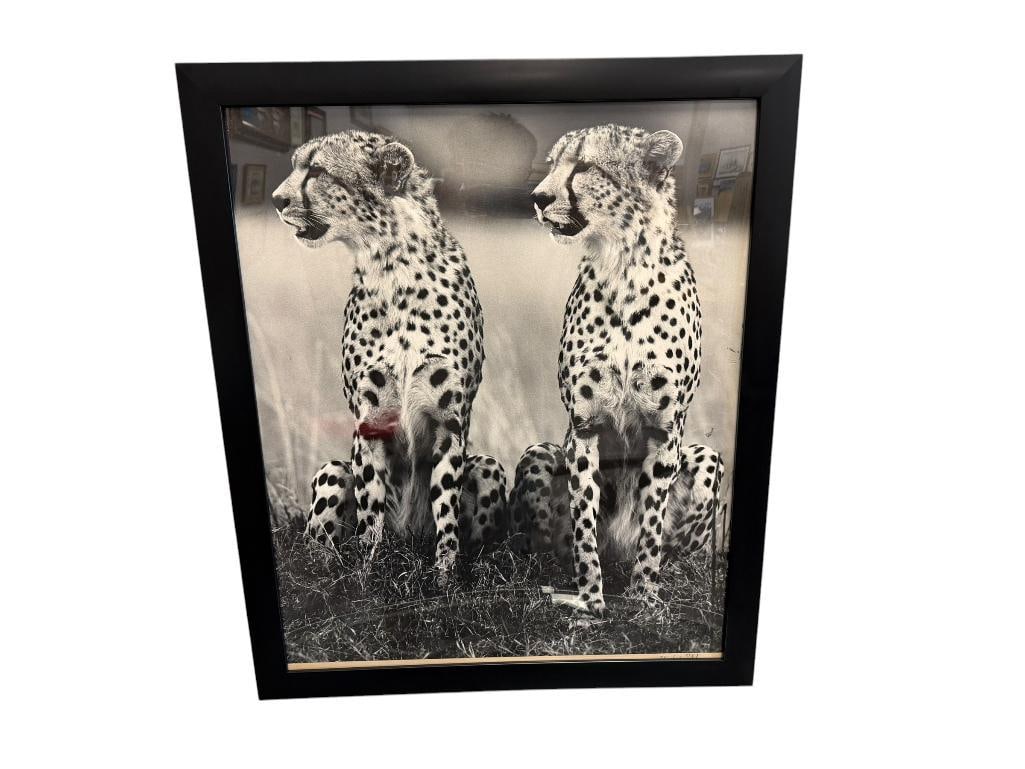 HURSHAD PATEL EAST AFRICA ARTIST PHOTO-PRINT OF TWO SEATED CHEETAHS IN BLACK AND WHITE CIRCA 1960'S: ONE OF THE CHEETAHS WAS USED IN NOSTALGIC ADVERTISEMENT FOR PAN-AM AIRLINES, PHOTO-PRINT INCLUDED ON THE BACK, FRAMED 22" X 26" FRAME