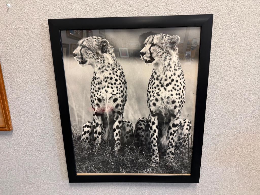 HURSHAD PATEL EAST AFRICA ARTIST PHOTO-PRINT OF TWO SEATED CHEETAHS IN BLACK AND WHITE CIRCA 1960'S - 2