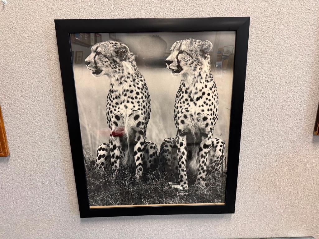 HURSHAD PATEL EAST AFRICA ARTIST PHOTO-PRINT OF TWO SEATED CHEETAHS IN BLACK AND WHITE CIRCA 1960'S - 3
