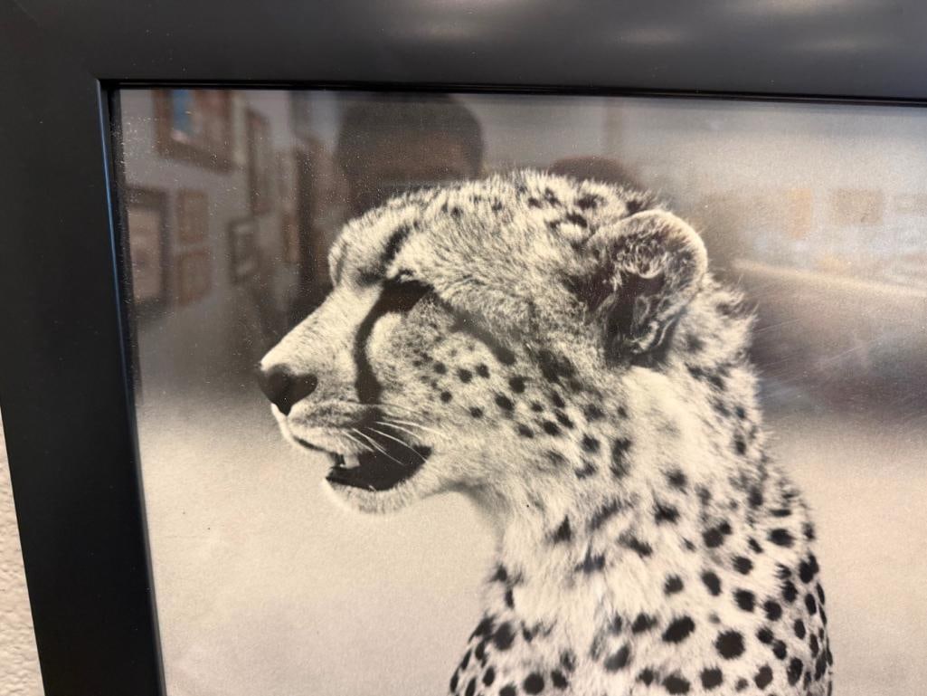 HURSHAD PATEL EAST AFRICA ARTIST PHOTO-PRINT OF TWO SEATED CHEETAHS IN BLACK AND WHITE CIRCA 1960'S - 5