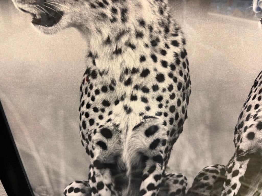 HURSHAD PATEL EAST AFRICA ARTIST PHOTO-PRINT OF TWO SEATED CHEETAHS IN BLACK AND WHITE CIRCA 1960'S - 6