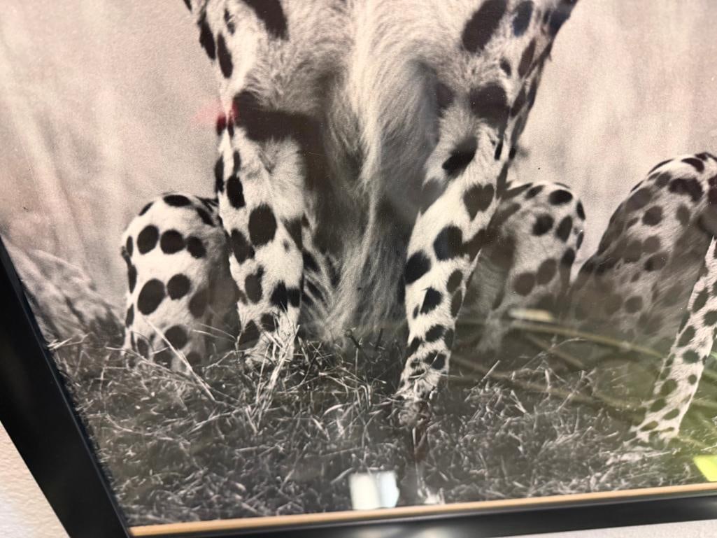 HURSHAD PATEL EAST AFRICA ARTIST PHOTO-PRINT OF TWO SEATED CHEETAHS IN BLACK AND WHITE CIRCA 1960'S - 7