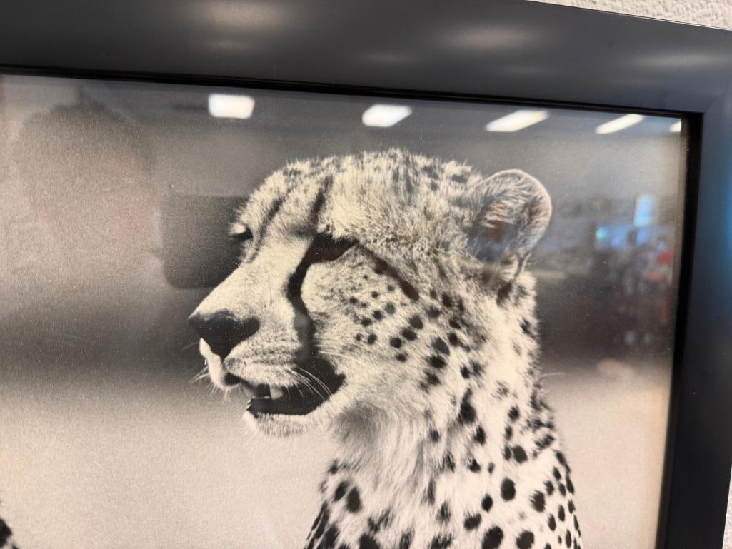HURSHAD PATEL EAST AFRICA ARTIST PHOTO-PRINT OF TWO SEATED CHEETAHS IN BLACK AND WHITE CIRCA 1960'S - 8