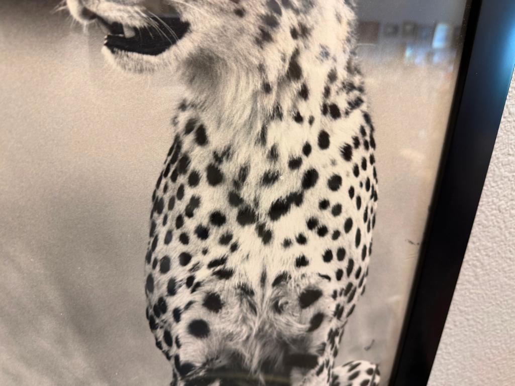 HURSHAD PATEL EAST AFRICA ARTIST PHOTO-PRINT OF TWO SEATED CHEETAHS IN BLACK AND WHITE CIRCA 1960'S - 9