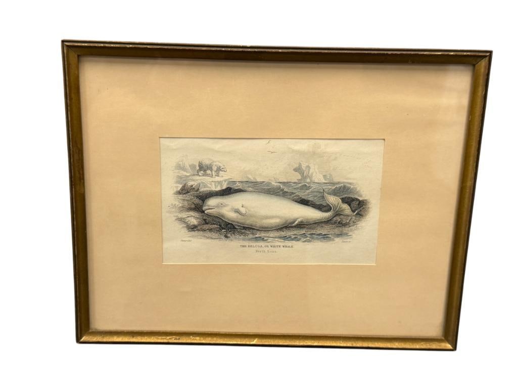 ANTIQUE HAND COLORED ENGRAVING THE BELUGA OR WHITE WHALE PUBLISHED FOR WILLIAM LIZAR (1 of 6)