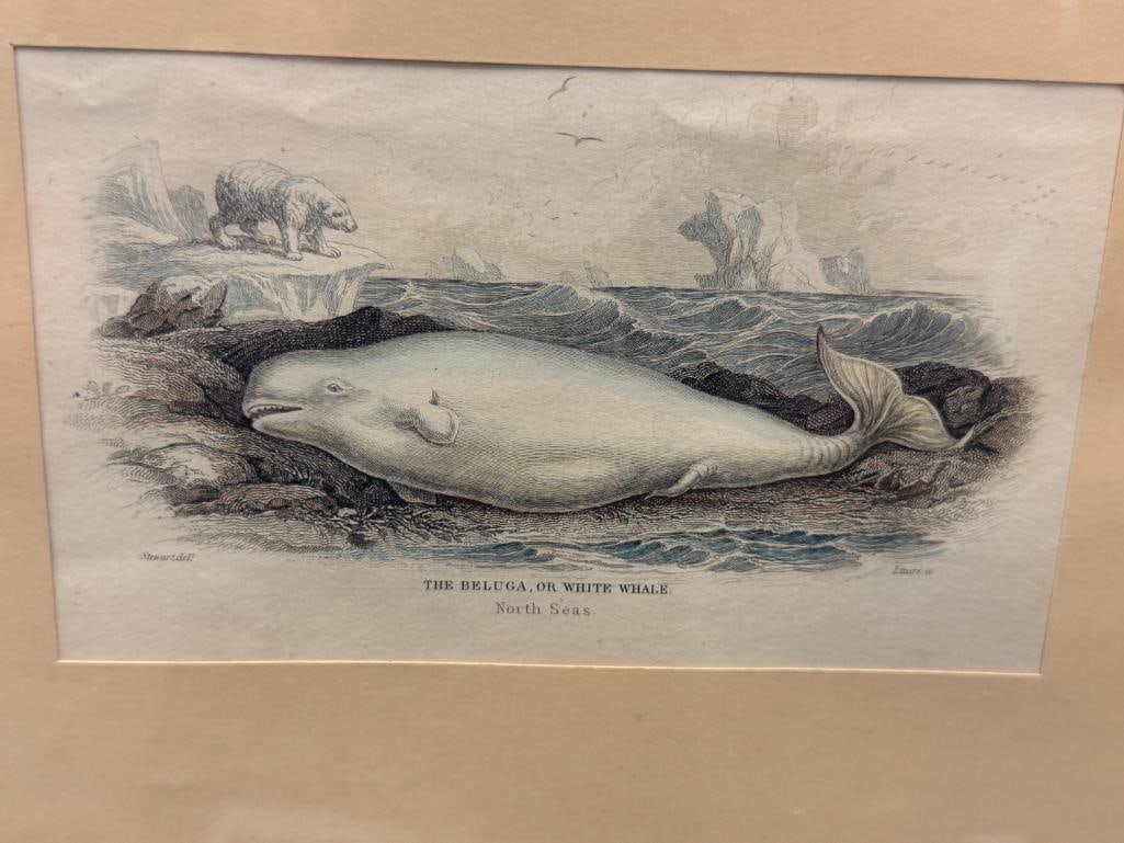 ANTIQUE HAND COLORED ENGRAVING THE BELUGA OR WHITE WHALE PUBLISHED FOR WILLIAM LIZAR - 2