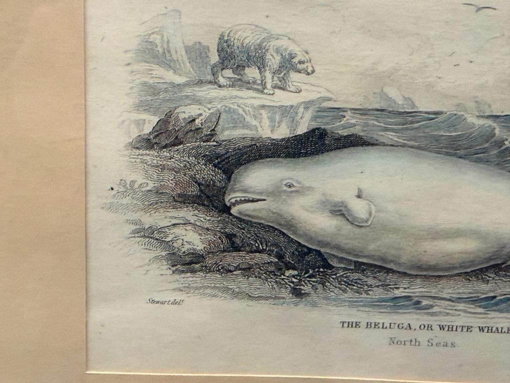 ANTIQUE HAND COLORED ENGRAVING THE BELUGA OR WHITE WHALE PUBLISHED FOR WILLIAM LIZAR - 3