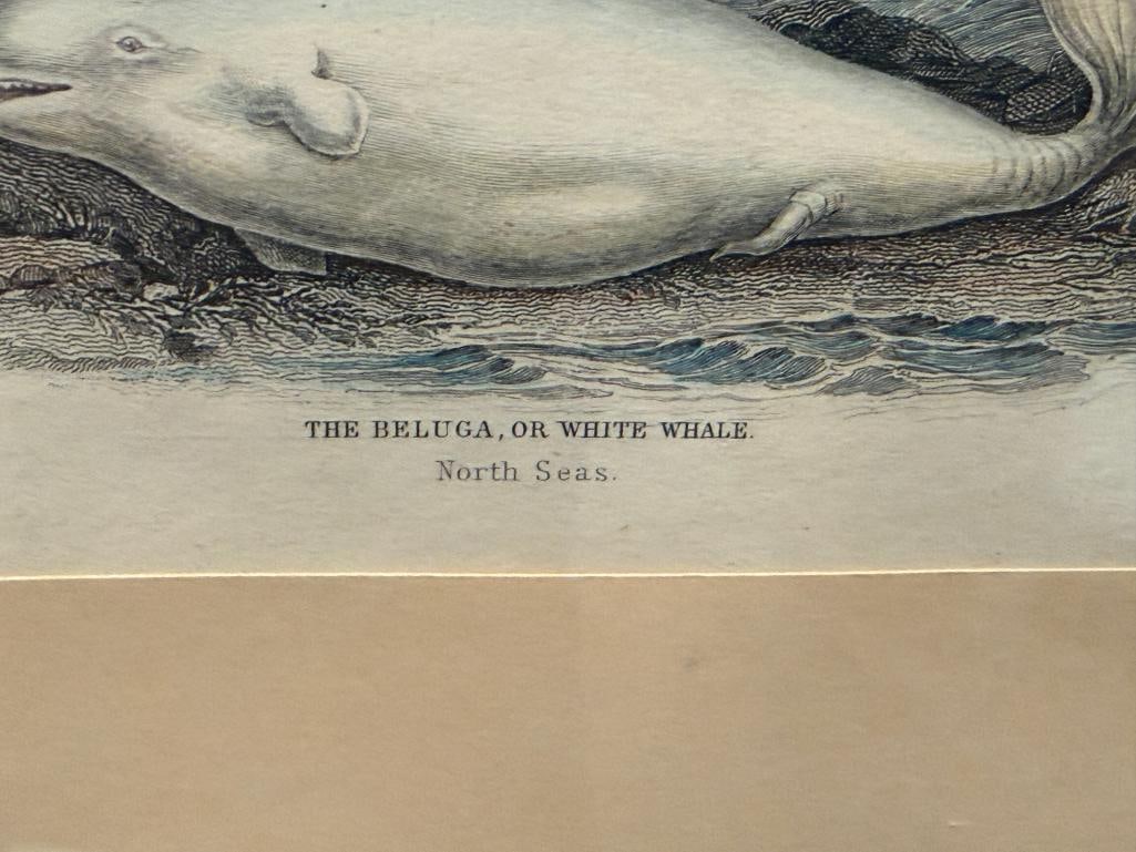 ANTIQUE HAND COLORED ENGRAVING THE BELUGA OR WHITE WHALE PUBLISHED FOR WILLIAM LIZAR - 4
