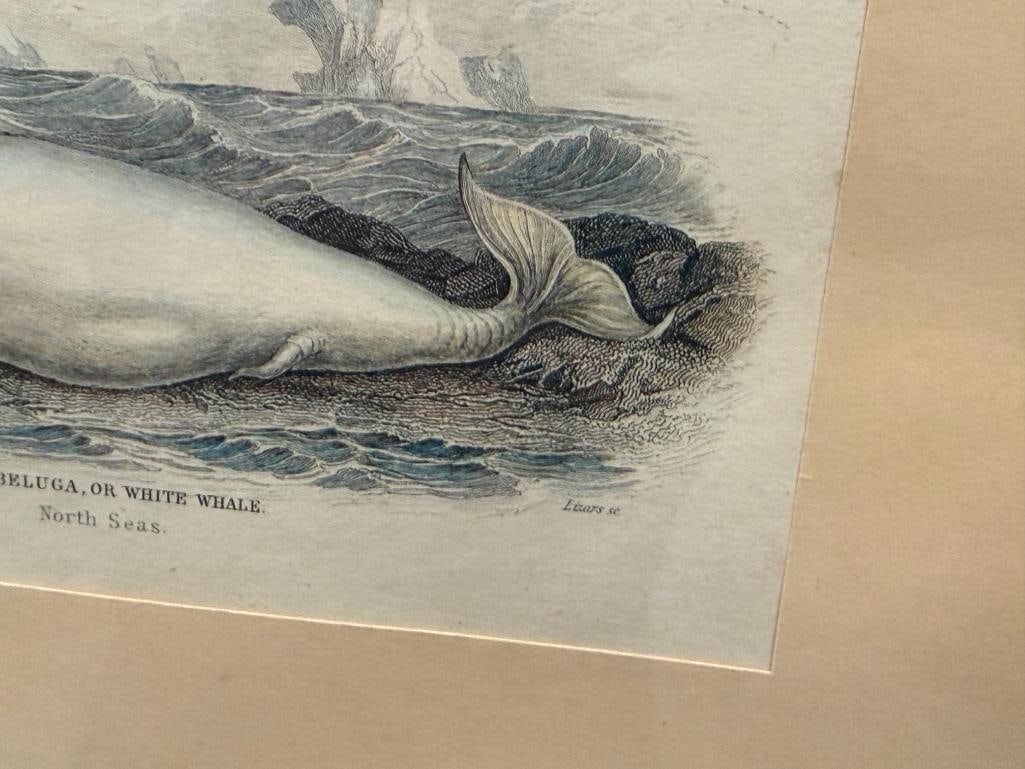 ANTIQUE HAND COLORED ENGRAVING THE BELUGA OR WHITE WHALE PUBLISHED FOR WILLIAM LIZAR - 5