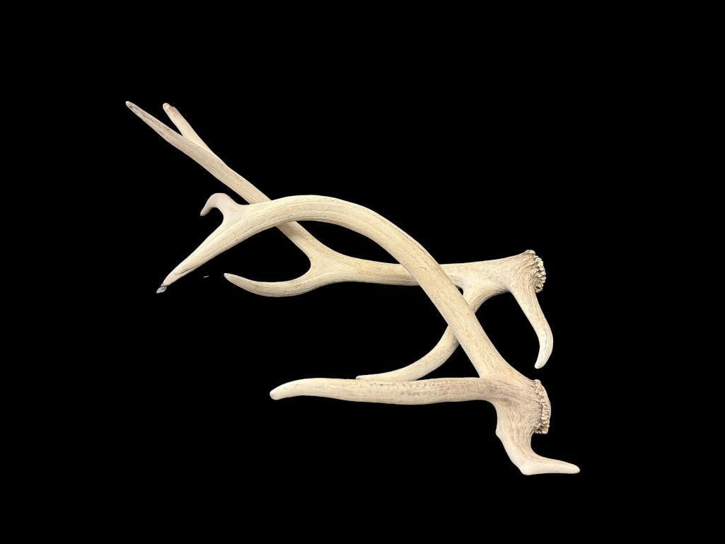 PAIR OF FIVE-POINT STAG ANTLERS: SLIGHT WEATHERING 26" L