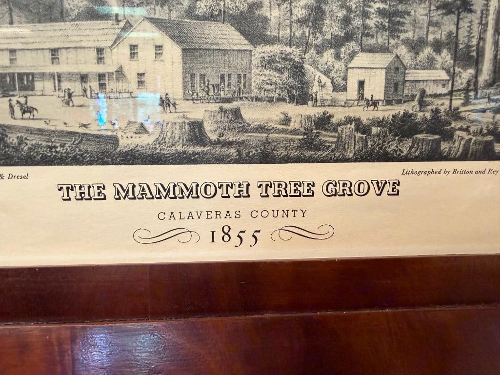 T.A. AYERS / KUCHEL & DRESEL THE MAMMOTH TREE GROVE PRINT CALAVERAS COUNTY - 3