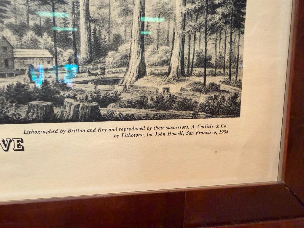 T.A. AYERS / KUCHEL & DRESEL THE MAMMOTH TREE GROVE PRINT CALAVERAS COUNTY - 4