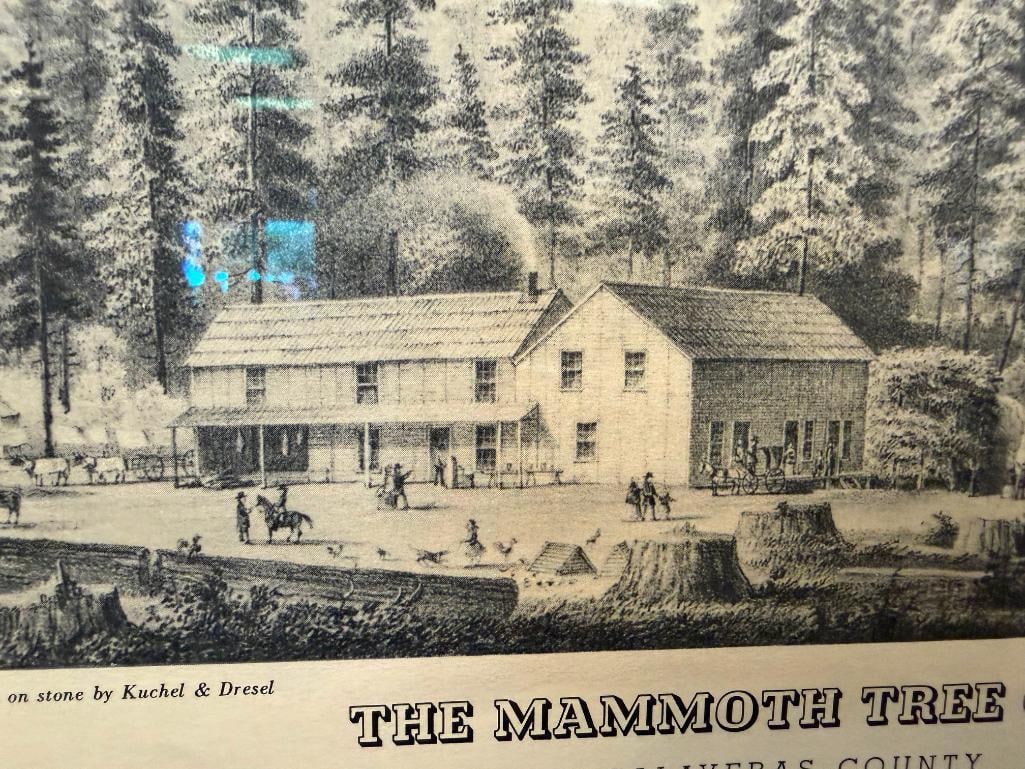 T.A. AYERS / KUCHEL & DRESEL THE MAMMOTH TREE GROVE PRINT CALAVERAS COUNTY - 6