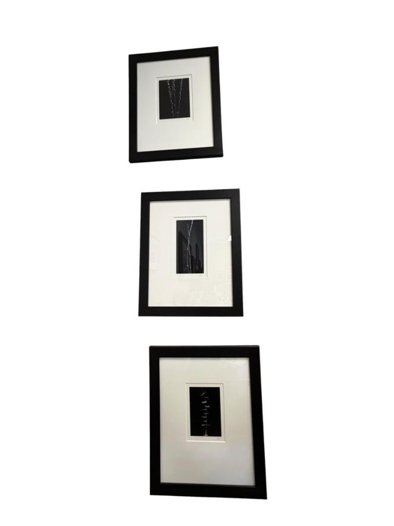 SET OF THREE BLACK AND WHITE MINIMALIST BOTANICAL PHOTOGRAPHS SIGNED - 11