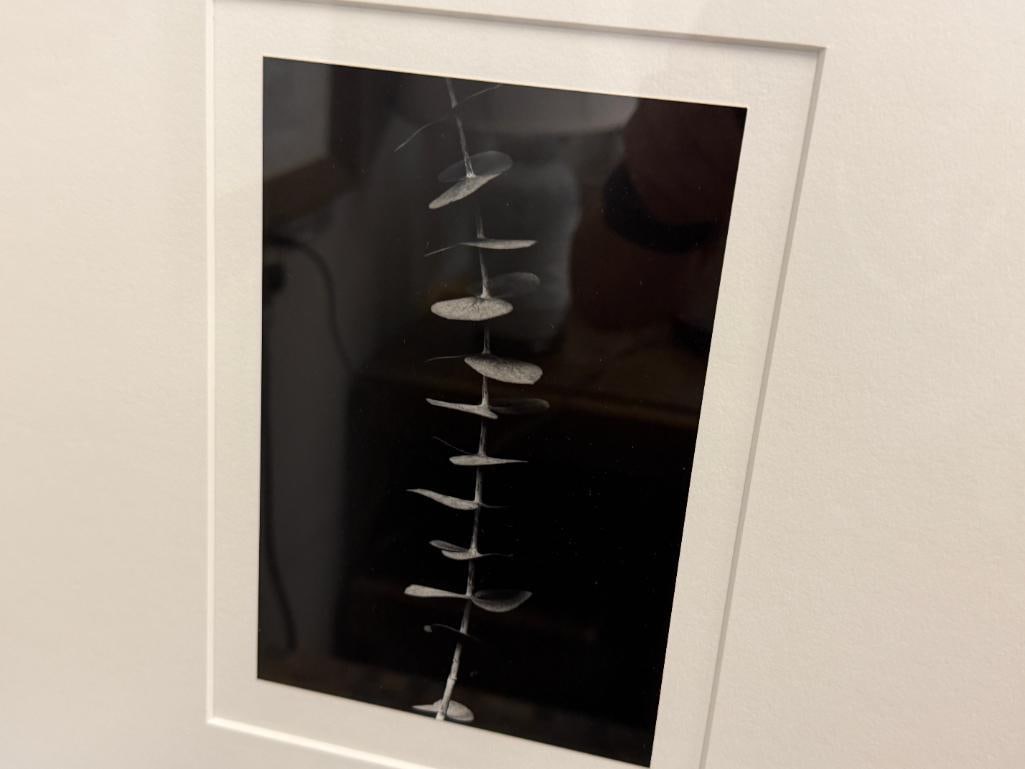 SET OF THREE BLACK AND WHITE MINIMALIST BOTANICAL PHOTOGRAPHS SIGNED - 13