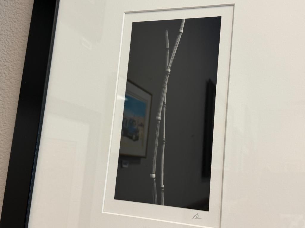 SET OF THREE BLACK AND WHITE MINIMALIST BOTANICAL PHOTOGRAPHS SIGNED - 15