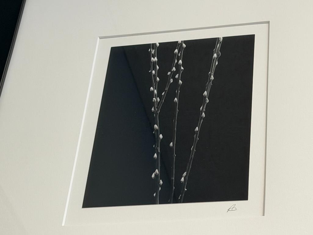 SET OF THREE BLACK AND WHITE MINIMALIST BOTANICAL PHOTOGRAPHS SIGNED - 19
