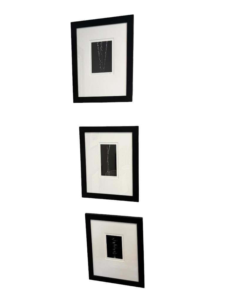 SET OF THREE BLACK AND WHITE MINIMALIST BOTANICAL PHOTOGRAPHS SIGNED (1 of 20)
