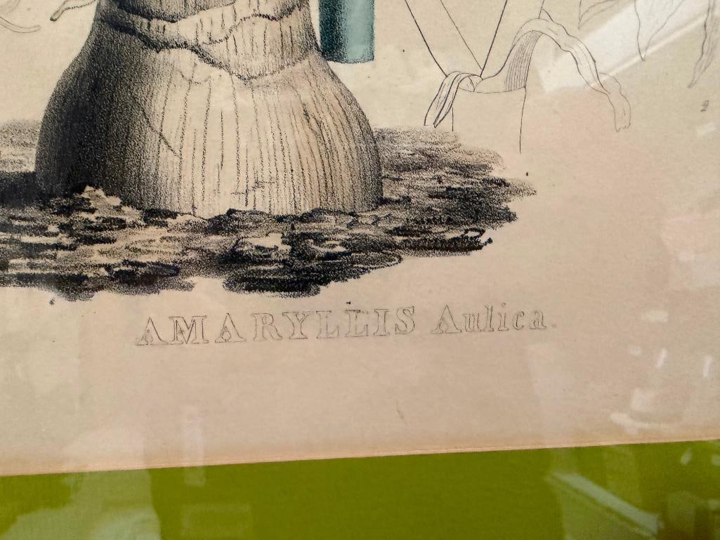 19TH CENTURY ANTIQUE BOTANICAL PRINT " AMARYLLIS ANTICA " VAN GEEL AND JOSEPH DRAPIEZ - 10