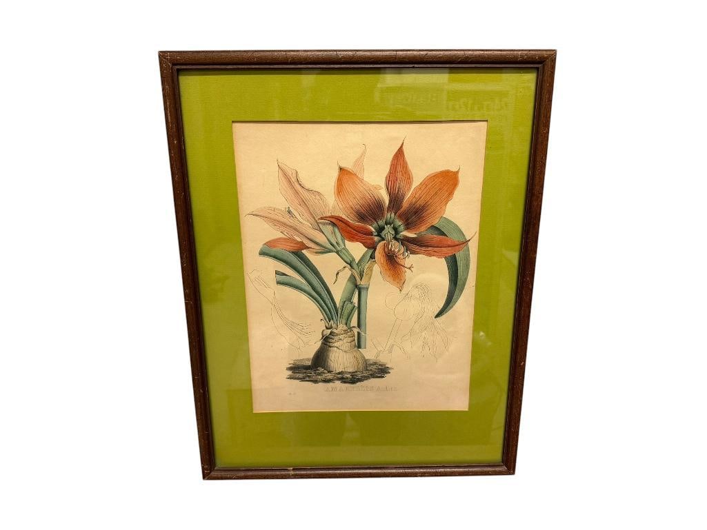 19TH CENTURY ANTIQUE BOTANICAL PRINT " AMARYLLIS ANTICA " VAN GEEL AND JOSEPH DRAPIEZ: WOOD FRAMED AND MATTED 15" X 19"